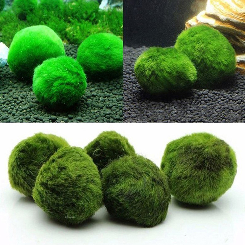 Aquarium Plant Echinodorus - 生きている水族館のためのマリモスモスボール、植物クラボ、魚とエビ、水槽の装飾、緑の人工植物、3-4cm