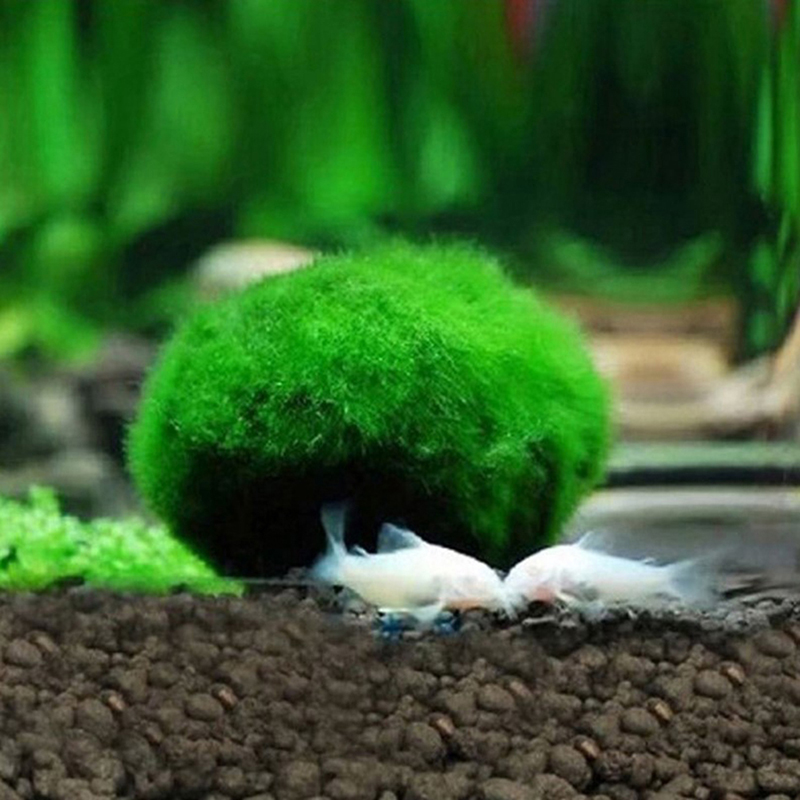 生きている水族館のためのマリモスモスボール、植物クラボ、魚と - Aquarium Plant Echinodorus のレビューと価格
