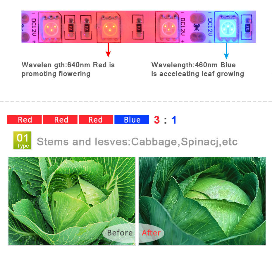 1M 2M 3M 4M 5M LED育成ライト DC12V  - Aquarium Plant Echinodorus のレビューと価格