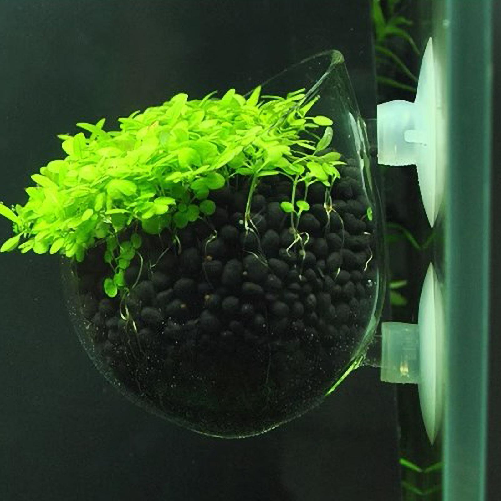 水槽用植物ホルダー ガラス製水草ポット 吸盤付き 生きた植物 - Aquarium Planted Tank Substrate のレビューと価格