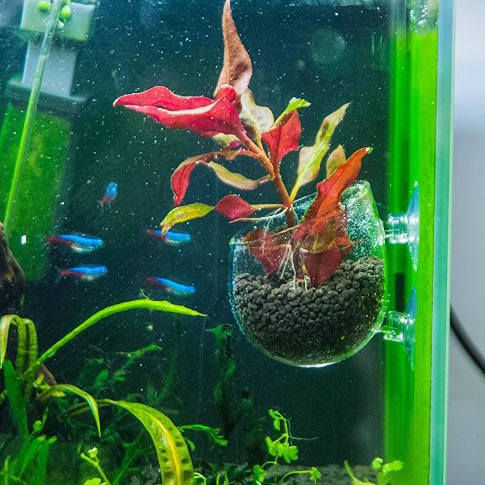 水槽用植物ホルダー ガラス製水草ポット 吸盤付き 生きた植物 - Aquarium Planted Tank Substrate のレビューと価格