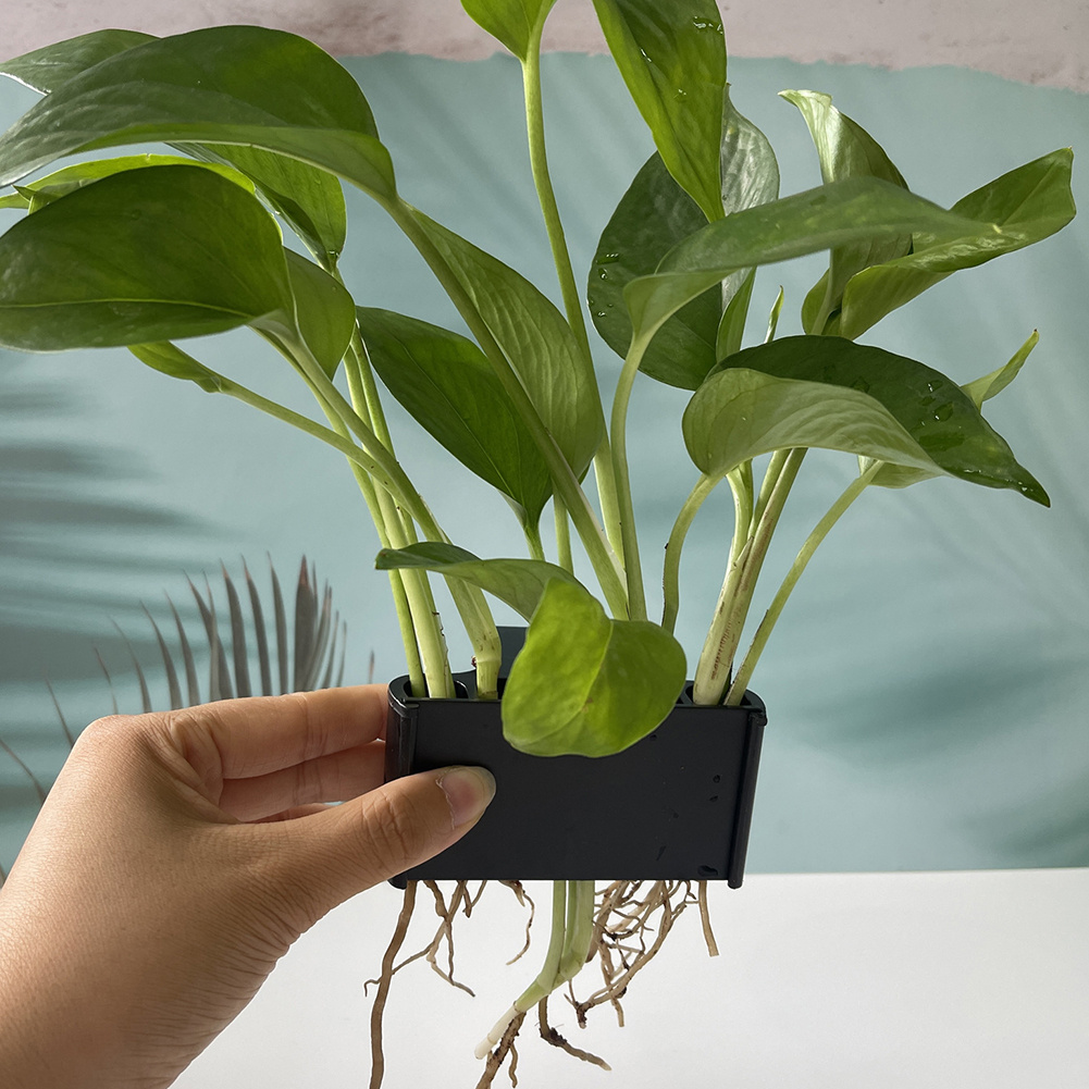 吊り下げフック付き水族館植物ホルダー - 生きた水生植物用の - Aquarium Planted Tank Substrate のレビューと価格