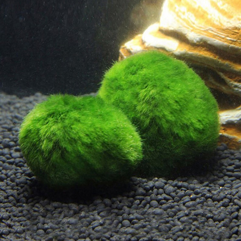 生きたマリモモスボール3-4cm、模造緑藻ボール、水槽魚エビ - Aquarium Plant Echinodorus のレビューと価格