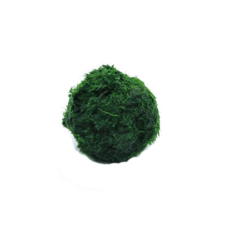 マリモモスボール 生きた水槽植物 藻類 魚 エビ 水槽飾り  - Aquarium Planted Tank Substrate のレビューと価格