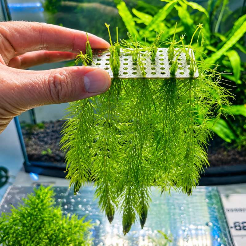 水槽用植物固定具、水草用土台固定具、水槽レイアウト用植物アン - Aquarium Planted Tank Substrate のレビューと価格