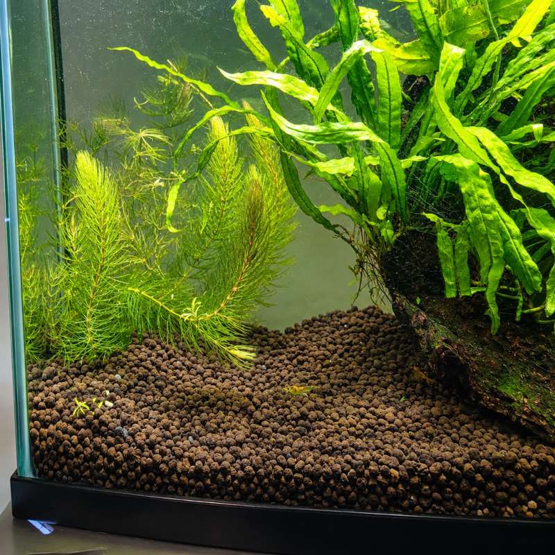 水槽用植物固定具、水草用土台固定具、水槽レイアウト用植物アン - Aquarium Planted Tank Substrate のレビューと価格