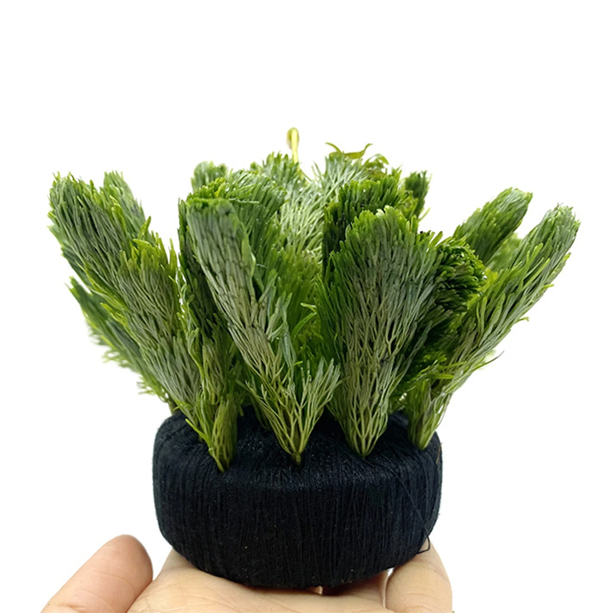 黒い水槽の装飾,水生植物の根のための水生草の植え付け,栽培, - Aquarium Planted Tank Substrate のレビューと価格